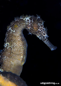 Profile image of Zebra Snouted Seahorse by David Henshaw 
